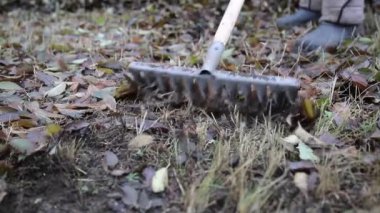 İşçi eski sonbahar yaprakları kaldırır. Adam hademe ıslak eski yaprakları komisyon bir yığın toplar.