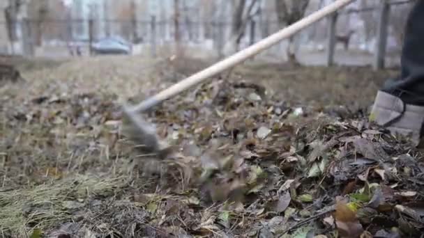 Trabajador Quita Las Hojas Viejas Del Otoño Conserje Del Hombre — Vídeo de stock