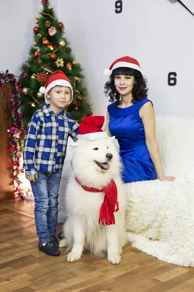 Genç bir anne ile oğlu ve bir köpek, bir Noel ağacı.
