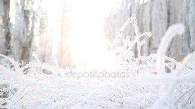 Şehrin soğuk sabah. Kar lay güzel ağaçlarının dalları üzerinde şehrin çok soğuktur