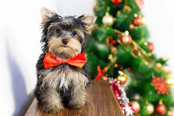 A little funny puppy with a tie around his neck — Stock Photo, Image