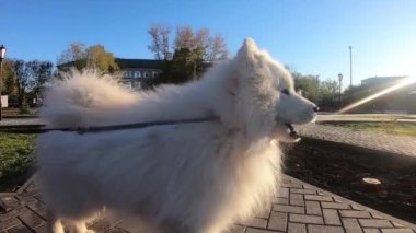 Parkta büyük beyaz bir köpek var. Beyaz köpek, iri yapılı köpek, sokakta yürüyor. Yakından.