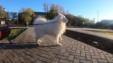 Beyaz köpek, iri yapılı köpek, sokakta yürüyor. Yakından bakınca, parktaki büyük beyaz köpek..