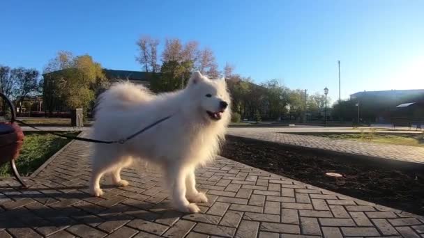 Perro Blanco Ladra Calle Perro Husky Está Atado Con Una — Vídeos de Stock