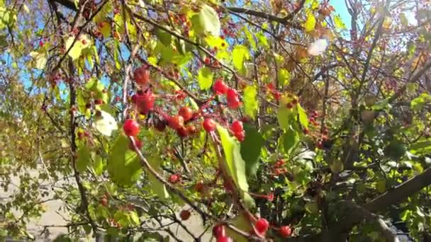 Irské Bobule Podzim Větvi Detailní Záběr Větve Jeřábovými Bobulemi Slunečný — Stock video