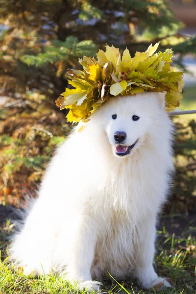 Bílý pes s kyticí listí na hlavě — Stock fotografie