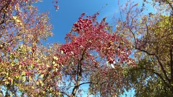 로완베리는 가지에 떨어지고 열매가 가지를 클로즈업 — 비디오