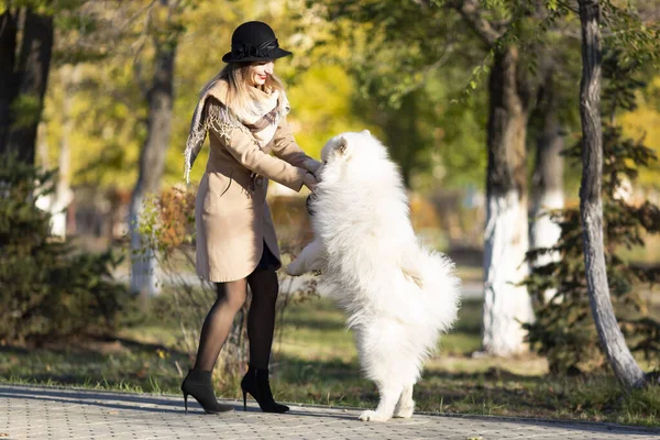 Girl plays with with her dog. A large purebred white dog jumps on its mistress, stands on its hind legs.