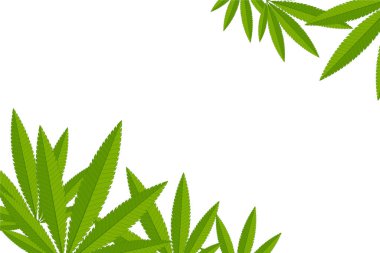 Açılmış kenevir dalları beyaz arkaplandaki yazılar için bir çerçeve oluştururlar. Kenevirden metin için çerçeve.