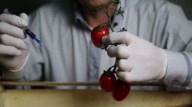 Sebzelerin, gübrelerin ve Gmos 'ların kimyasal işlemleri. İnsan domates Gmo gübrelerine ve kimyasallara, sebzelerin raf ömrünü arttırmak için şırınga enjekte eder.