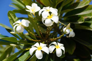Mavi gökyüzünün arka planında güzel beyaz çiçekler. Güzel beyaz çiçekler ve sulu yapraklarla açan güney bitkisi..