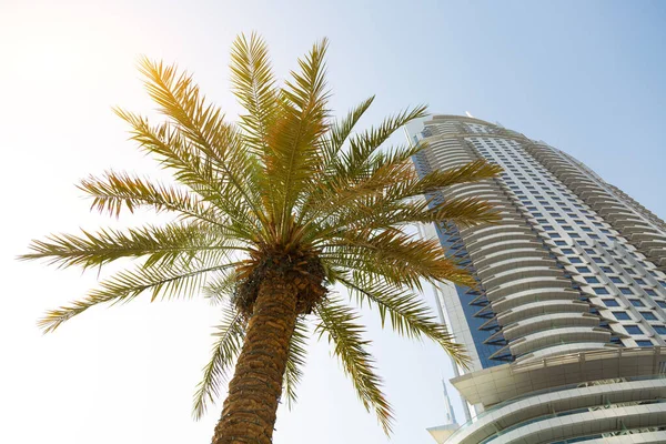 Palm Tree Tall House Sky Summer City Landscape Branches Green — Stock Photo, Image