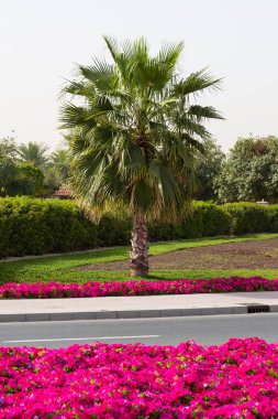 Kırmızı çiçeklerden oluşan bir yatakta palmiye ağacı. Kırmızı çiçekler otoban boyunca ekilir, içinde lüks bir palmiye ağacı yetişir..