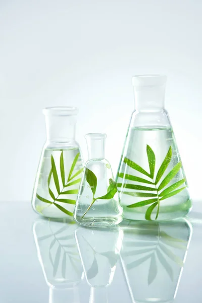 Laboratory Glass With Plant In Water