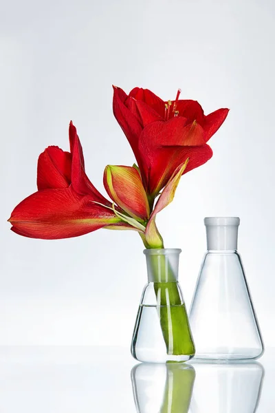 Blume im Laborglas — Stockfoto