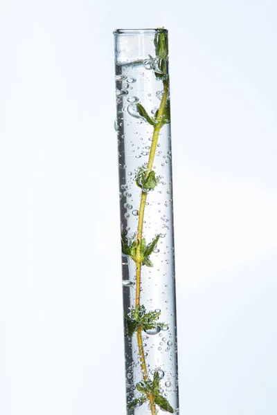 Vidrio de laboratorio con planta en líquido sobre fondo blanco —  Fotos de Stock