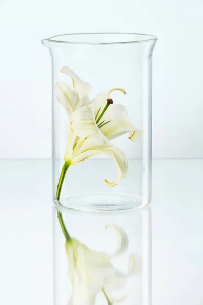 Labor. transparentes Glas mit Blume — Stockfoto