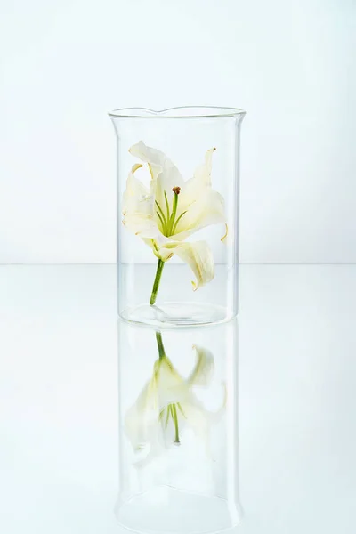 Laboratory. Transparent Glass With Flower