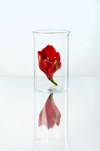 Blume im Laborglas — Stockfoto