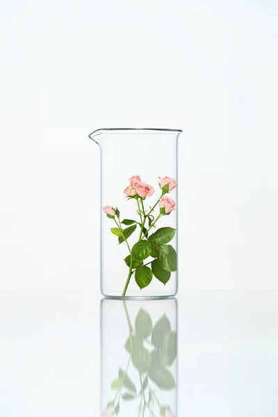 Labor. transparentes Glas mit Blume — Stockfoto
