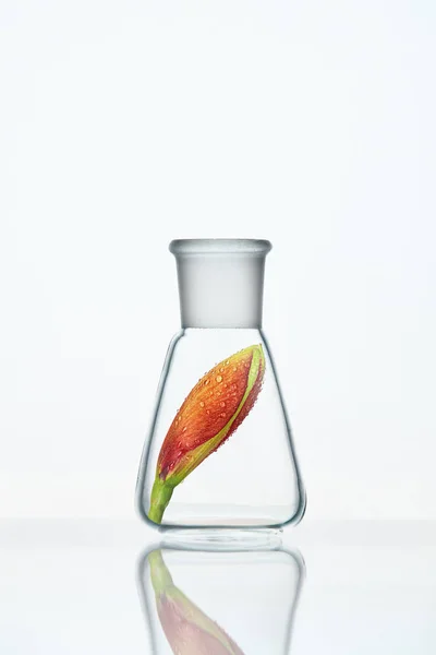 Roślina w szkła laboratoryjnego na białym tle — Zdjęcie stockowe