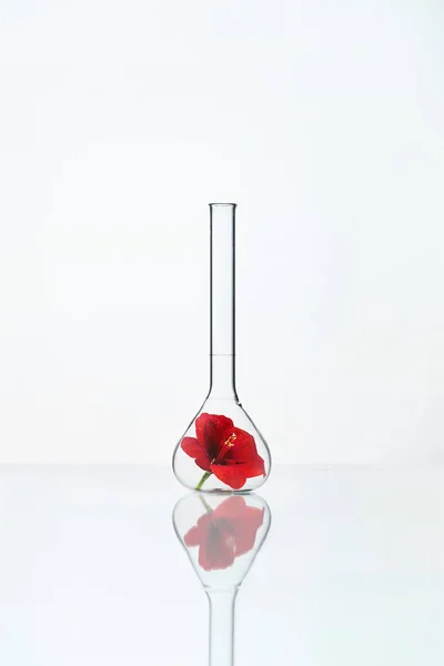 Kwiat w szkła laboratoryjnego — Zdjęcie stockowe