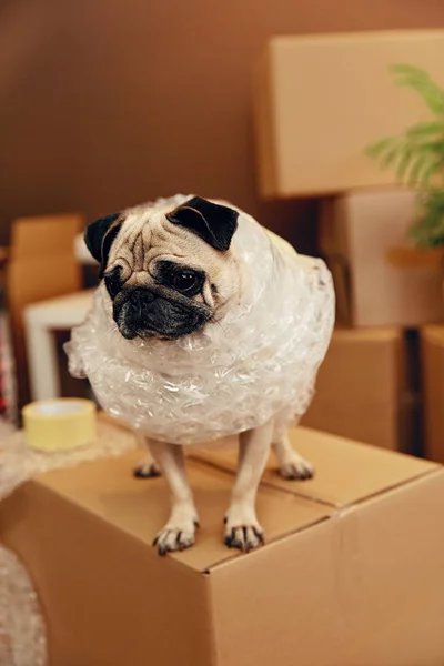 Stěhování. Funny pes na Box — Stock fotografie