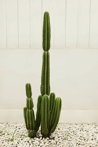 Kaktusanläggning Snurrar Grönt Saftiga Rabatten Med Stenar Vit Styrelse Bakgrund — Stockfoto