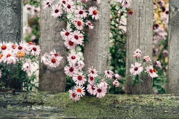 A velha cerca arborizada com flores — Fotografia de Stock