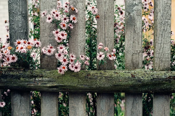 花を持つ古い樹木が茂ったフェンス — ストック写真