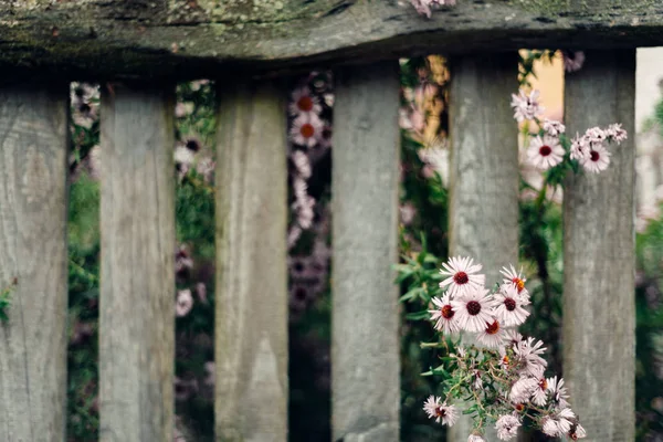 花を持つ古い樹木が茂ったフェンス — ストック写真