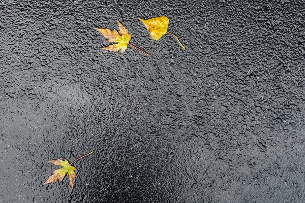 Asfalto imediatamente após a chuva — Fotografia de Stock