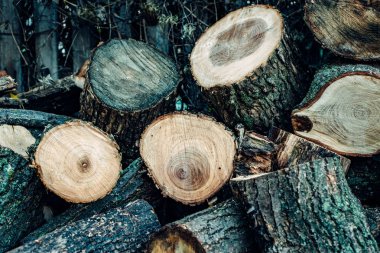 ahşap birçok parçalar halinde kesilmiş