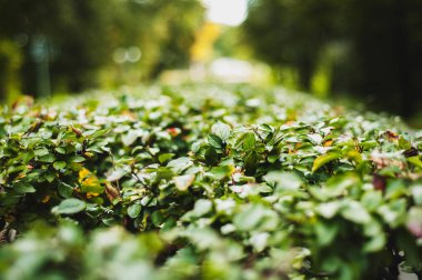 Yeşil taze çalılar sokakta tüm yıl boyunca büyümeye