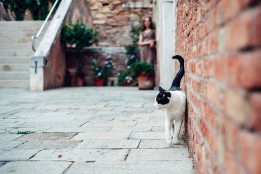 İtalya 'nın Venedik şehrindeki eski bir avluda kedi yürüyor.
