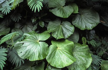 Tropik yeşil yapraklar