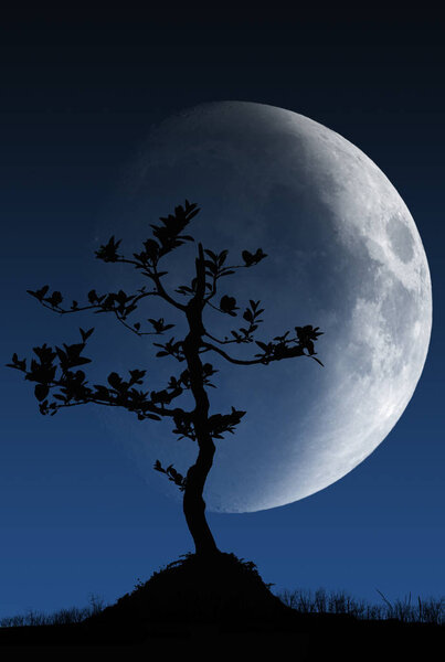 Bonsai tree silhouette against moon at background
