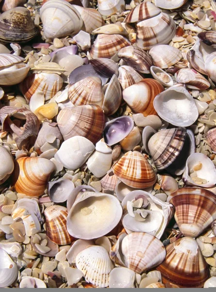 Różne muszle na plaży ziemi — Zdjęcie stockowe