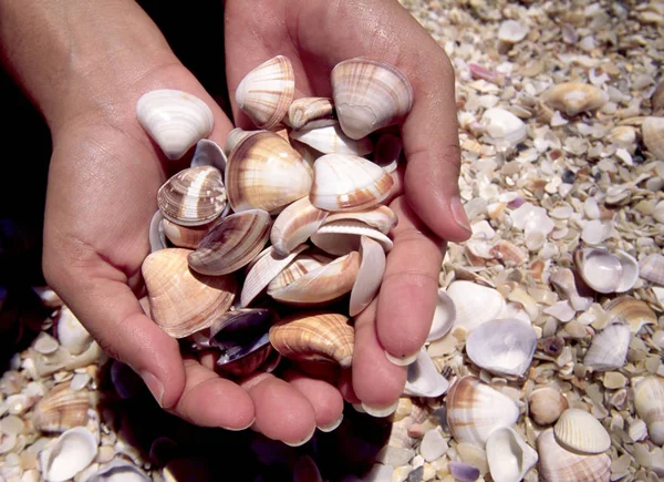 seashells ile ellerinizi