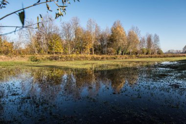 Ormanda su yansıtan