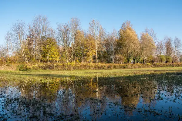 Ağaçlar gölde yansıtan