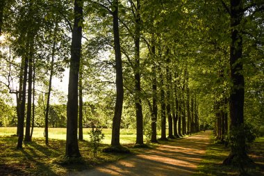 ağaçlar arasında yürümek