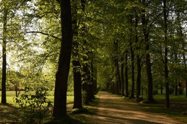 Villa Varda Park ağaçlarda