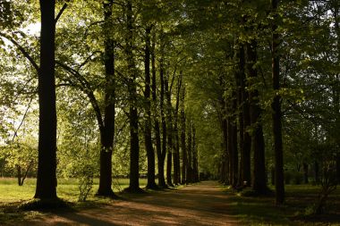 Villa Varda Park ağaçlarda