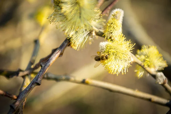 Včela První Jarní Květ Při Sběru Pylu — Stock fotografie