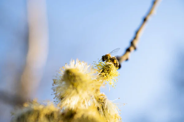 Včela První Jarní Květ Při Sběru Pylu — Stock fotografie