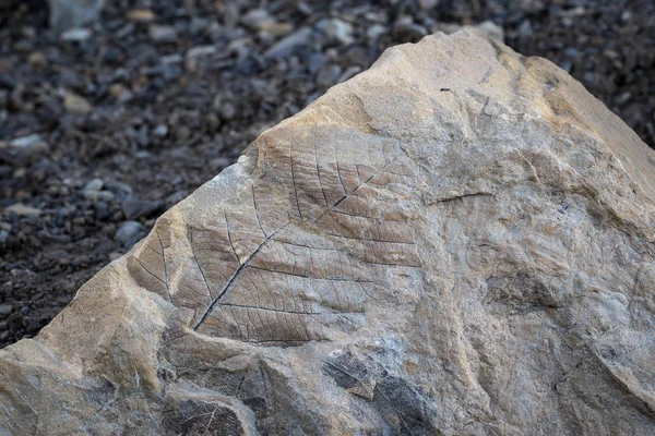 Fossil leaf on a rock in Svalbard