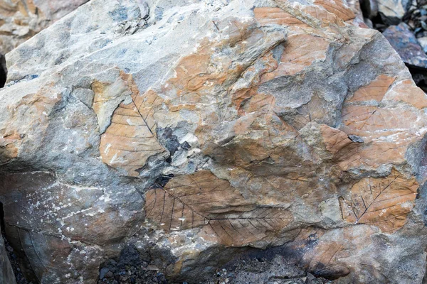 Fossil leaves on a rock