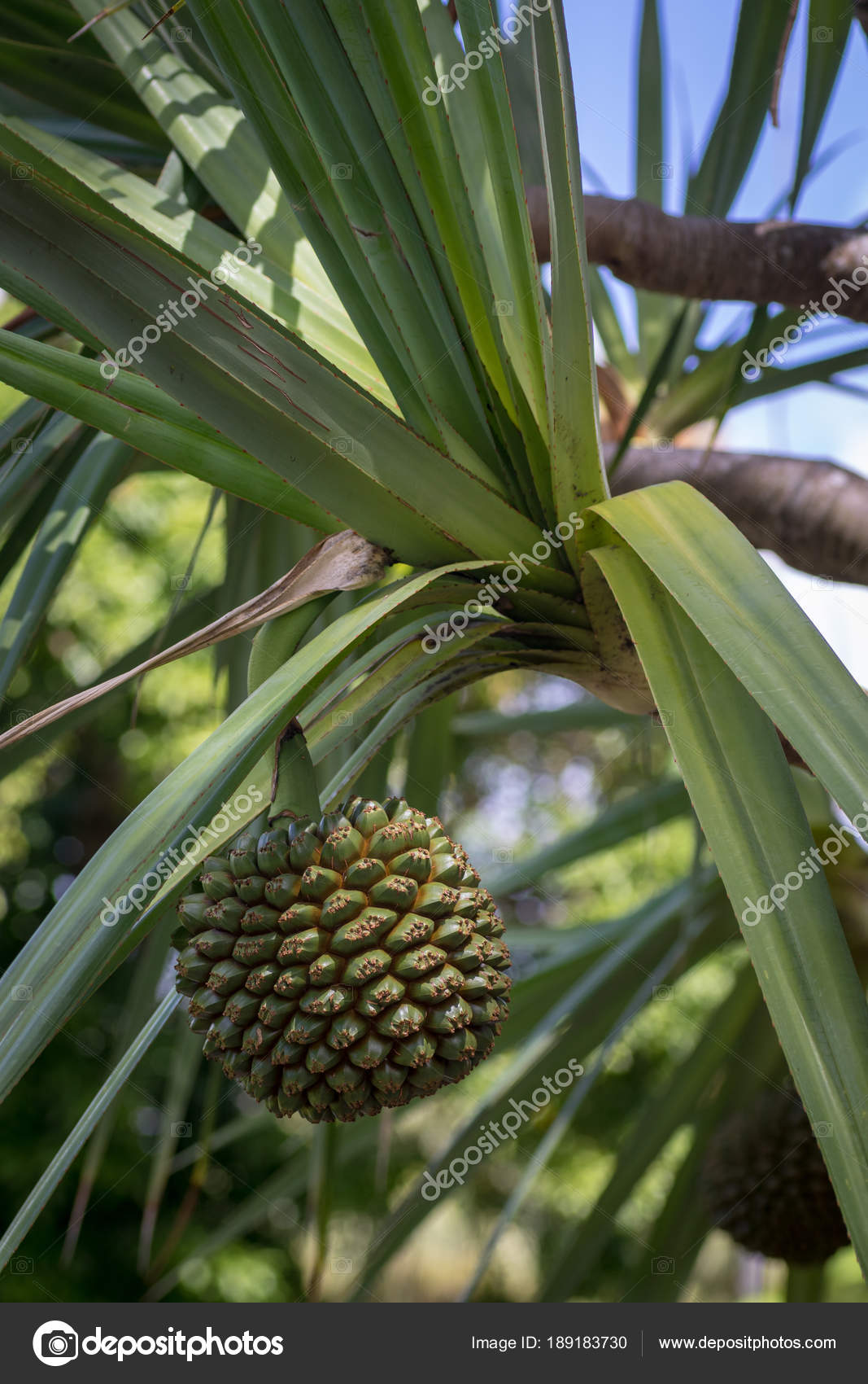 Close Uma Fruta Exótica Parafuso Pinho Pandanus Utilis Crescem Uma — Fotografias de Stock