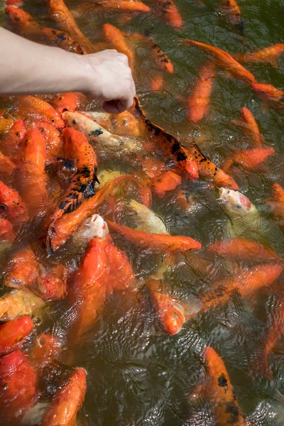 Colorful Japanese carp fish in a pond. Koi carps crowding and competing for food.